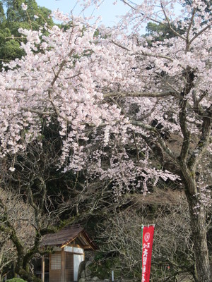 桜縦.JPG